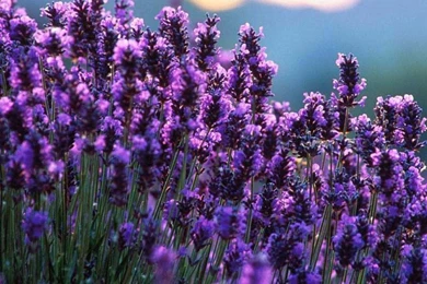 Lavender iPhone Wallpapers   Wallpaper.