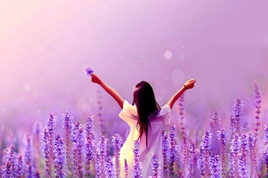 Lavender Flower Wallpapers