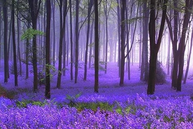 Lavender Wallpaper Backgrounds Wallpaper.