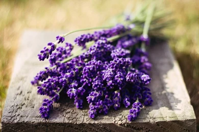 Lavender Flower New Desktop HD Wallpapers