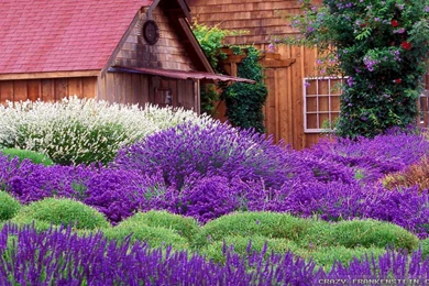 Lavender Wallpapers   Crazy Frankenstein