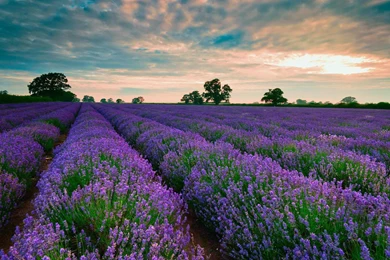 Purple Fields Of Lavender >> HD Wallpaper, Get It Now!