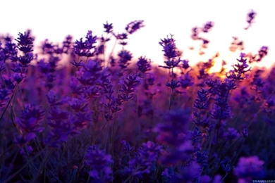 Lavender Wallpapers