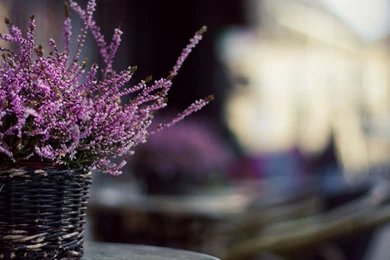 Flower Background Images And Wallpapers Download