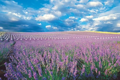Lavender 31230 Flower Wallpapers Flowers