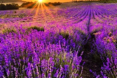 Lavender World iPhone 6 Wallpapers