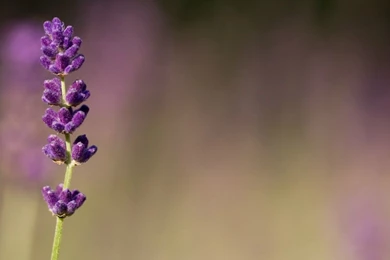 Awesome Lavender Flower Macro Photography Wall