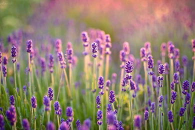 91 Lavender HD Wallpapers