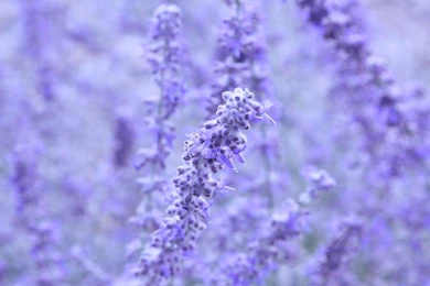 Lavender >> HD Wallpaper, Get It Now!