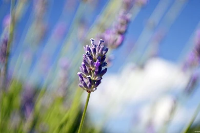 Lavender Wallpapers