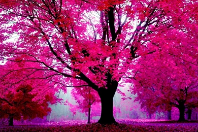 Pink HD Wallpapers Free Desktop R21 WALLPAPEROX.COM