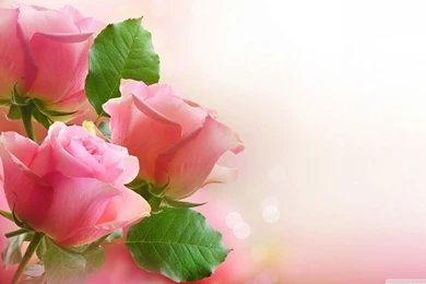 3 Light Pink Roses HD Desktop Wallpapers : Widescreen : High ...