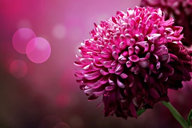 Pink Flower Desktop Wallpaper, Pink Flower Backgrounds, New Wallpapers