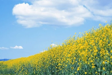 Free Wallpapers   Free Nature Wallpapers   Blue Sky And White Cloud ...