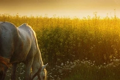 640x1136 Sunset Meadow & White Horse Iphone 5 Wallpapers