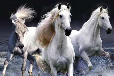 Horse Photos Downloadable Free