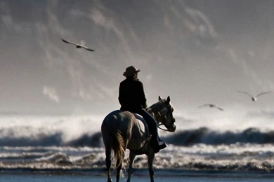 Horse Rider Bird Sea Beach iPhone 6 Wallpapers HD And 1080P 6 Plus ...