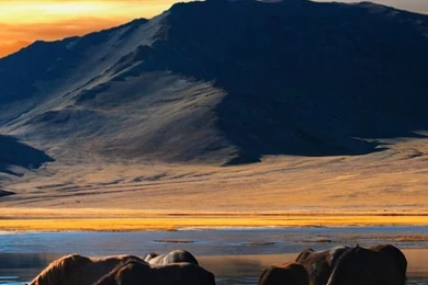 Download Horse Pond Wallpapers For iPhone 4