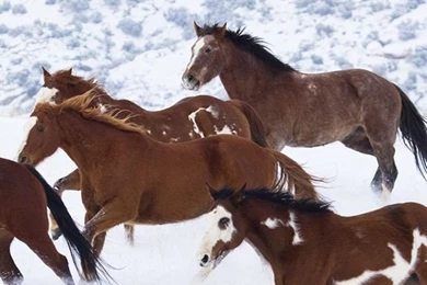 Horses iPhone 5 Wallpapers