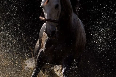Horse Wallpapers Hd Iphone   Wild Horse Iphone Hd Wallpaper, Iphone ...