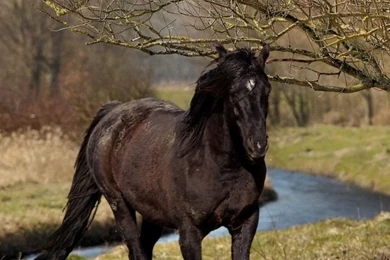 Black Horse HD Desktop Wallpapers : High Definition : Fullscreen ...