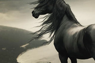 HDscreen: Horse Appy War Nice Draft Appaloose Horses Running ...