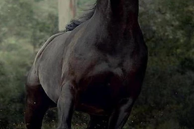 Wojtek kwiatkowski animals horse iphone 6 plus 1080x1920 wallpaper.jpg