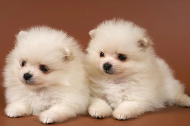 Desktop pics pics of puppies download.jpg