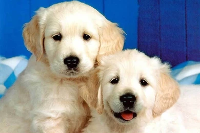 Desktop pics for dogs and puppies.jpg