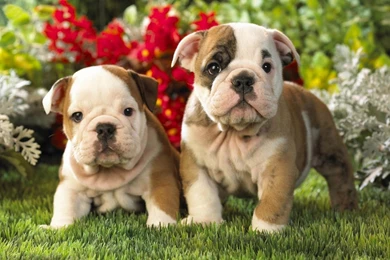 Bulldog Puppies Picture Posing With Flowers Wallpapers ...