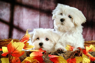 Puppies Wallpapers