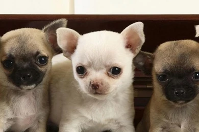 Download Wallpapers 750x1334 Puppies, Piano, Music, Sit, Many ...