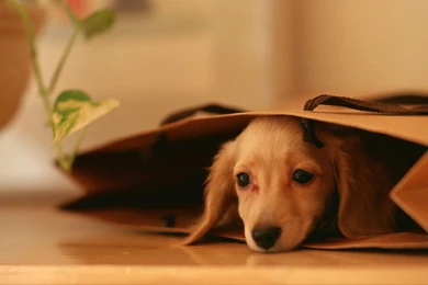 Puppy   Dogs Wallpapers (35485597)   Fanpop