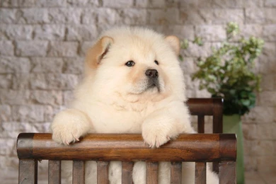 Chow Chow Puppy Wallpapers   Puppies Wallpapers (13936761)   Fanpop