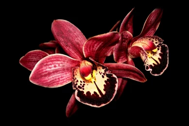 133415d1363927755 orchid wallpapers orchids pic 1920 x 1200.jpg