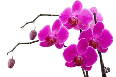 Orchids Wallpapers
