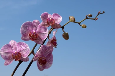 Orchid Wallpapers