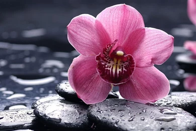 Orchids Wallpapers
