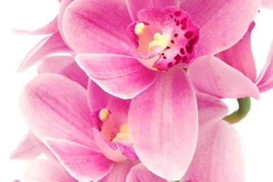 Orchids Wallpapers   Android Apps And Tests   AndroidPIT