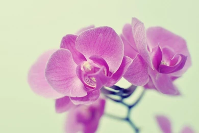 Flowers pink orchids wallpaper 1680x1050   Magic4Walls.com