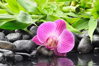 Hd Orchid Wallpapers   Wallpapers
