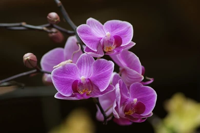 Orchid Wallpapers: Beautiful Orchids In Widescreen Wallpapers