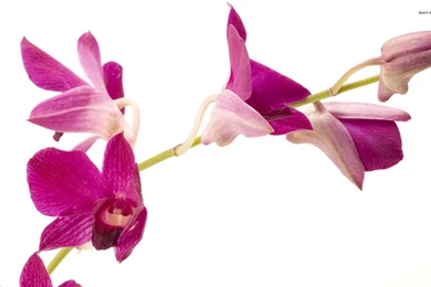 Purple Orchids Wallpapers   Flower Wallpapers