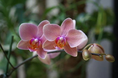 Enjoy January Bloom Indoors With Easy To Grow Orchids – Growing ...