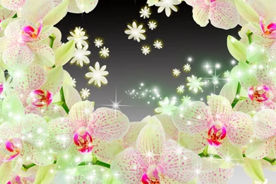 Orchid Wallpapers >> Backgrounds With Quality HD Page 2