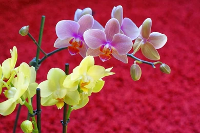 Beautiful Flowers: Orchids