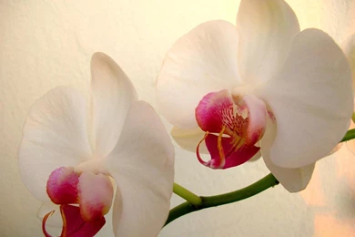 Lovely Orchids HD Wallpapers