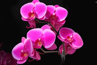 Pink Orchids Wallpapers   Flower Wallpapers
