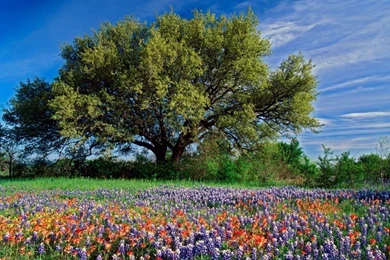 Nature   Summer Desktop Wallpapers Pics.