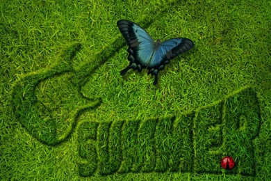 Carpeta Rota   Blog View   Ways To Get Rid Of Crickets